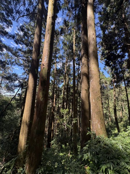 20251004嘉義奮起湖大凍山步道(頂湖)2914909
