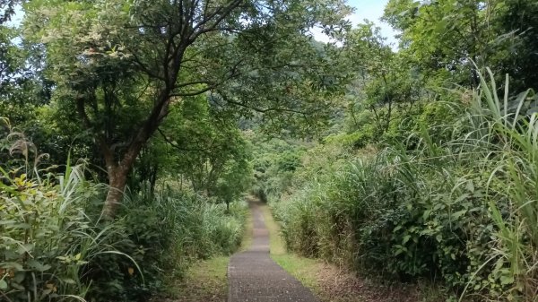雙溪區嶺頭觀日步道-西九份坑山-西九份坑山前峰-雙溪車站3063079