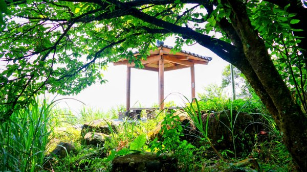 黑端建斑蝶（斐豹蛺蝶）3068588