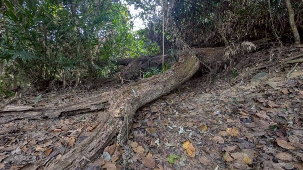 大橫屏山步道2977354