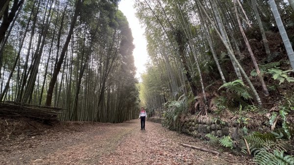 草嶺九芎神木-仙夷農場-嘉南雲步道南側-石壁山-嘉南雲峰_202312032366692