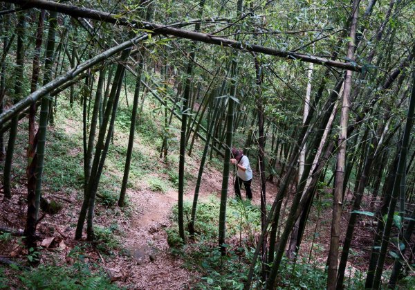 桃園金面山、金山面山 O型1373711