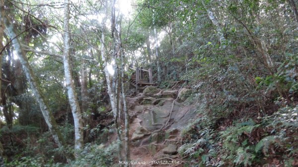 《新竹》斷崖神木｜北得拉曼步道小P繞202510172917607