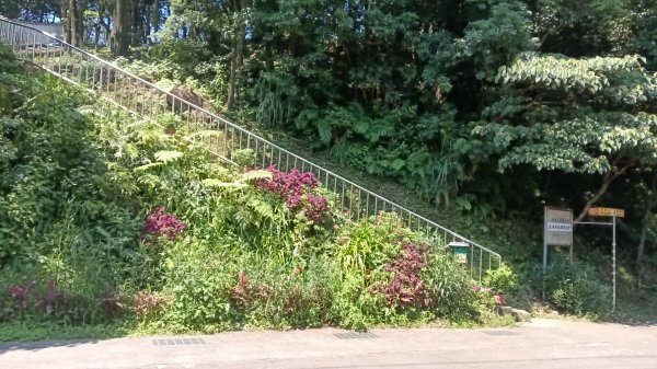 瑞芳區長興宮-粗坑口步道-觀音堂步道-碇內尖-長興宮O型3079011