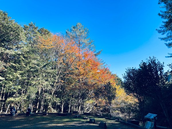 20241230 大雪山神木步道2745393