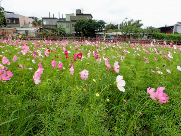 2020愛戀關渡, 花現幸福1189774