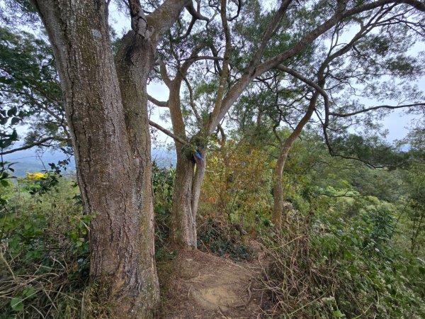 台中大坑9號／9之1／6號／7號O繞3連峰（西平山／平和山／大山母山）2709809