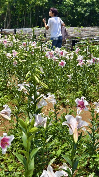 追花是簡單的快樂，賞花是恬淡的幸褔 #LO百合 #金針花 5/123053134