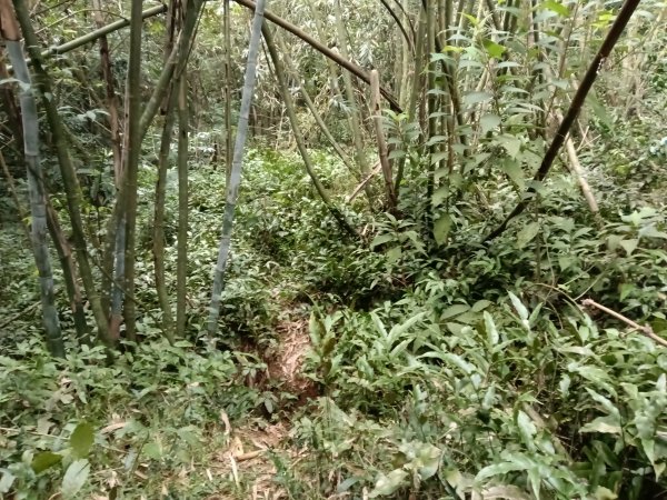 基隆市三層山+湳子大崙+淡基橫斷古道+面桶寮土地公2982273