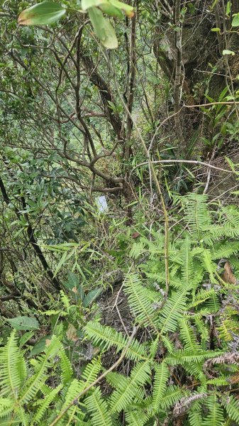 20250714灰窯山-司公碗帽山-南山坪山-平湖山-蝙蝠洞(乾溼洞)2836130