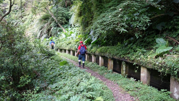 百年坪頂古圳與北五指山之草原驚艷45786