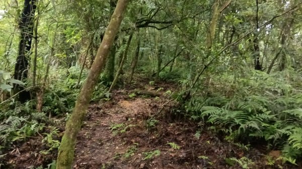 雙溪區豎旗山北稜線-豎旗山-豎旗山南峰-烏山尖-鄒家古厝-保成坑口站O型3071243