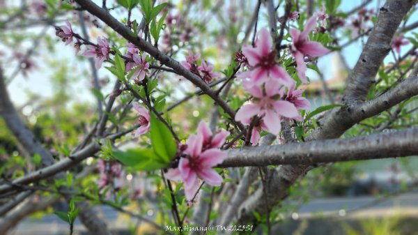 《彰化》桃李櫻美｜花壇虎山巖步道x大嶺巷富士櫻202503012723679