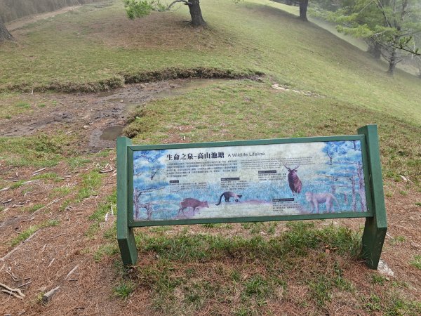 [山海圳_聖山之路_第二段2/4] 2026_0802 星鴉（台灣亞種）3109215