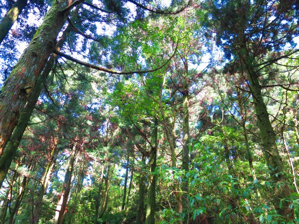 夏觀碧草如茵：頂山石梯嶺步道648269
