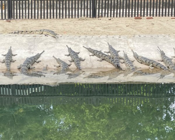 尼泊爾奇旺國家公園4天三夜2788989