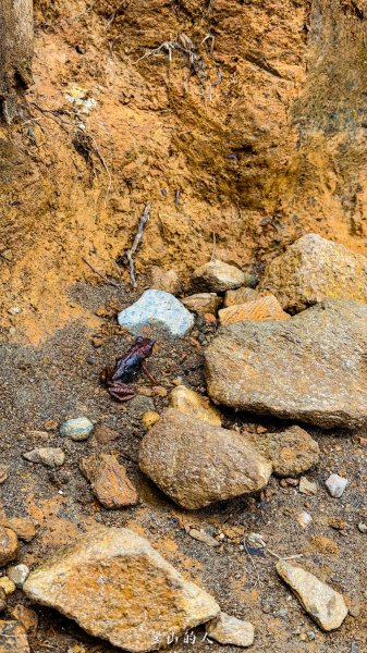 4000公尺的感動，東南亞最高峰神山2898027