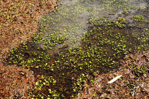 武法奈尾山天巒池872526