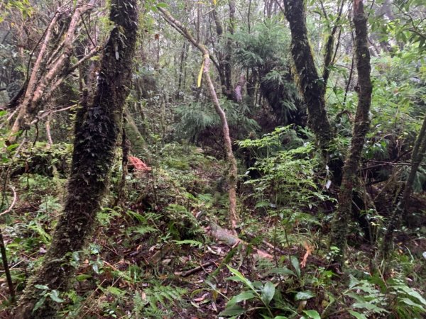 967高地露營區上逐鹿山-卡保山O型 2021.11.271533134