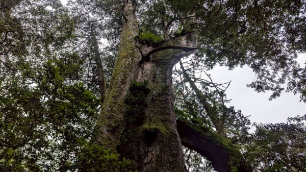鎮西堡巨木步道群 (B區)2861161