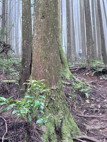 絕美柳杉林民都有山涼爽舒適2604503