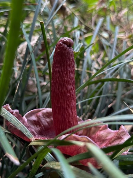 風空子山- 一睹南化水庫風景2771393