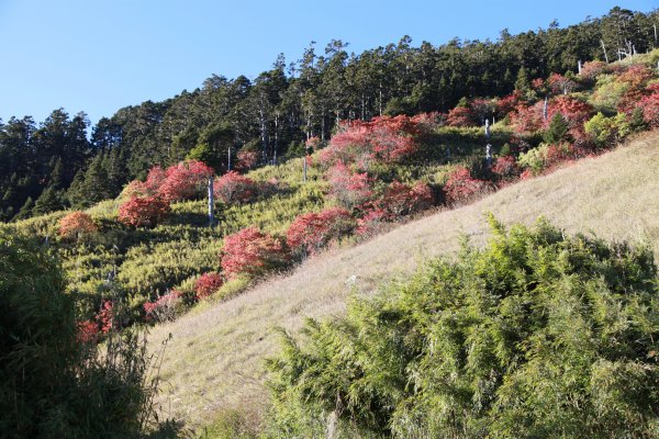 10-21 雪山東峰+雪山主峰+翠池910517