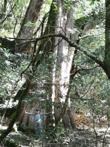 屏風山--岳界說的鳥山，其實不鳥～很辣703252