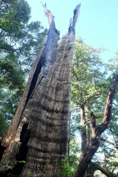 新竹尖石鄉 北得拉曼巨木群半日遊1180593