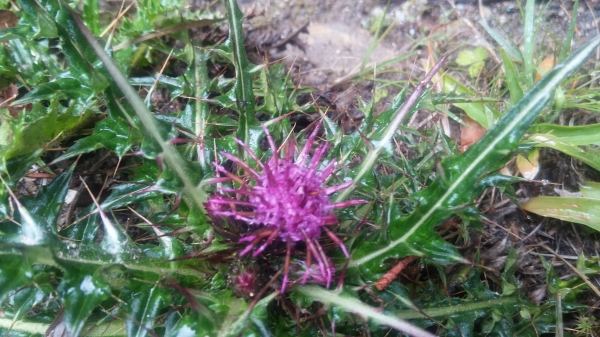風雨中朦朧的嘉明湖19476