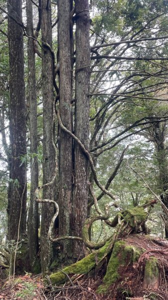 屯野生台山→石麻達山→錦屏山2720064