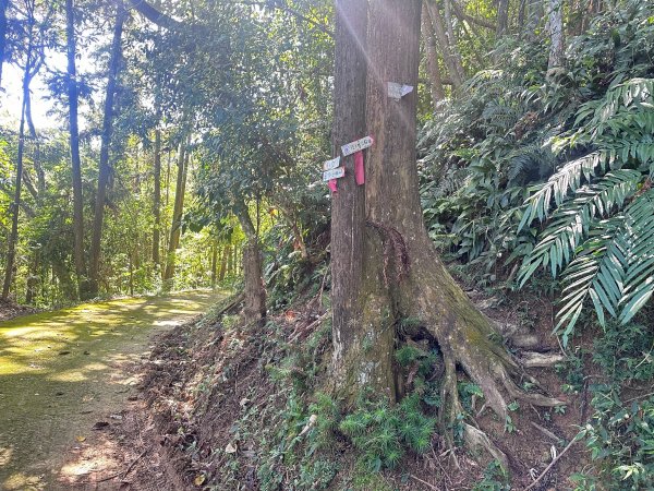 水沙璉古道輕鬆走2595162