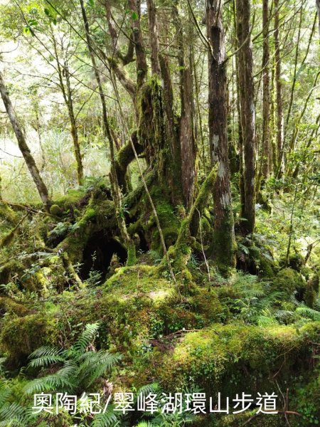 翠峰湖環山步道O行1752292