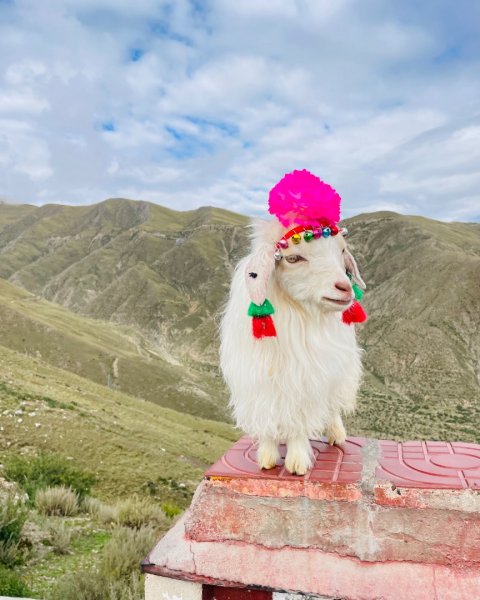 西藏♥️可愛動物🐎人物寫真/拉薩旅拍/美食2903006