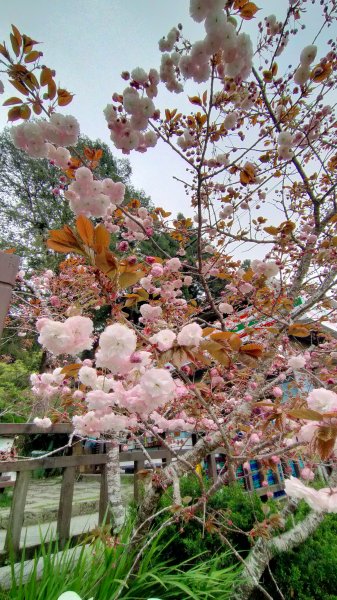 阿里山國家森林公園2104524