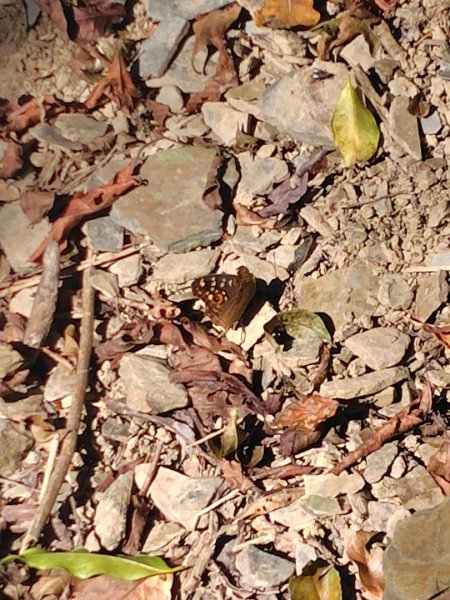 亞麻灣山 日湯真西南峰 亞麻灣山西峰2980024