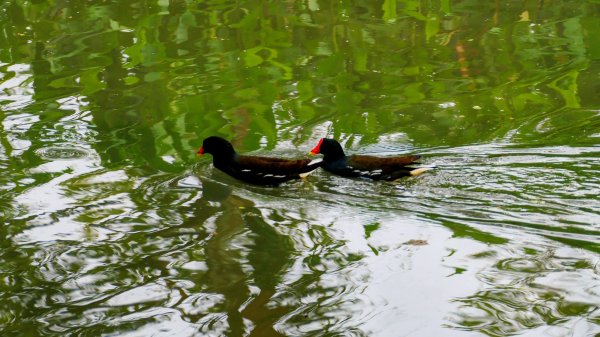 大安公園,台大校園3012118