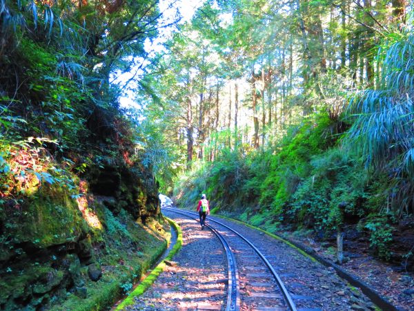 走塔山步道 攀上阿里山之巔406475