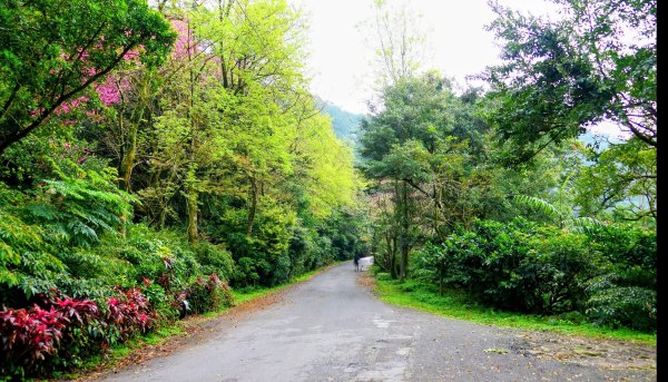 勤進路櫻花3009726