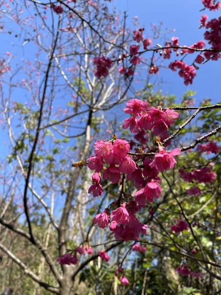 鳳鳴越嶺山佳2708066