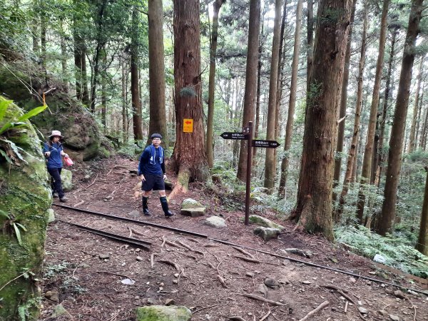 加里山 杜鵑嶺 鐵道 大O型 大坪上1053443