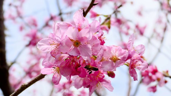 《蝶戀花。五色春深》2731656