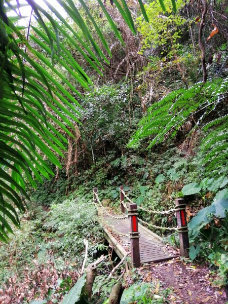 【台中。和平】谷關七雄入門款。 唐麻丹山874509