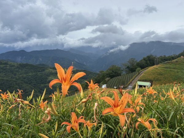 花東旅行之小百岳萬人山(六十石山)