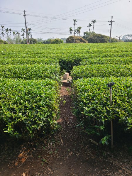 藤山步道之微熱山丘2751674