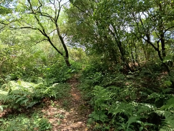 瑞芳區過港山+四腳亭砲台+深奧砲台山P字走2803741