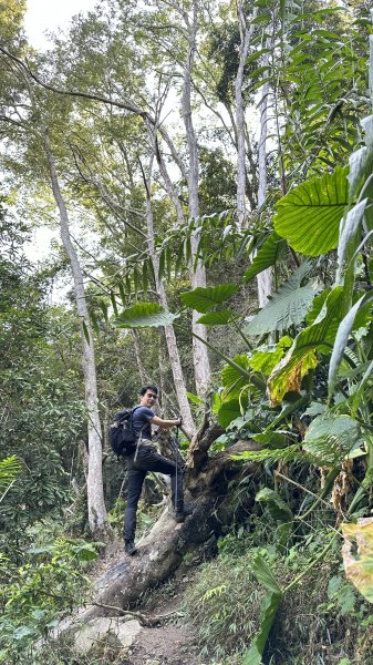 崩潰陡上的水雲三星～鳥嘴山（上島山）2095270