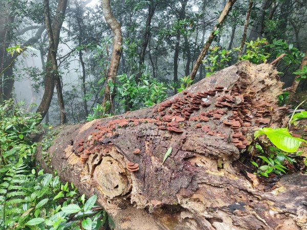 苗栗關刀山小百岳2649227