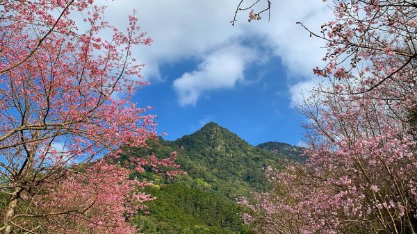 【中級山】外鳥嘴山、櫻花下啟程，盡覽石門風光