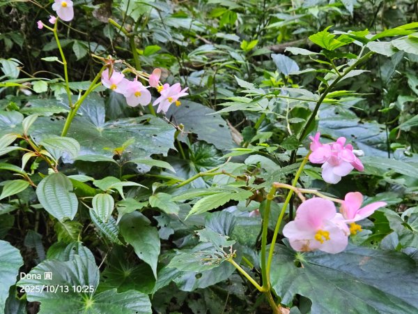 復興三尖老么之那結山1520m(嘎色鬧上)全紀錄2915488